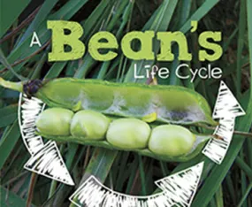 A Bean's Life Cycle (Paperback)