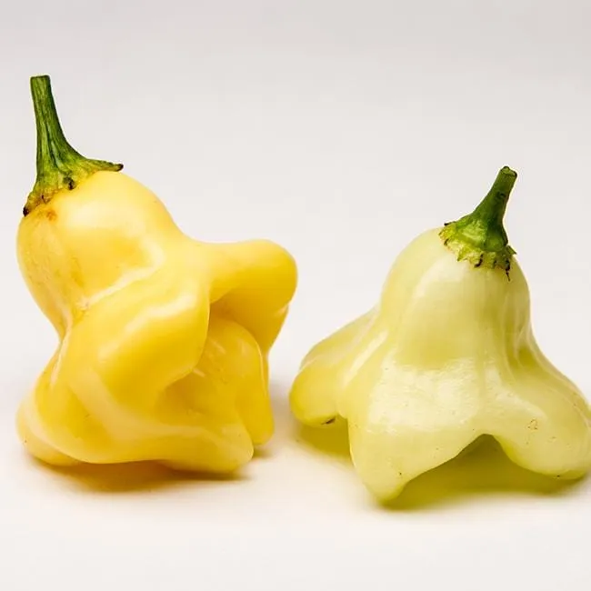 Aji Fantasy Chili Pepper Seeds