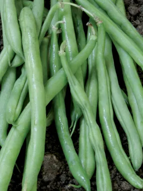 Beans Bush Contender (Bush Variety) Seeds