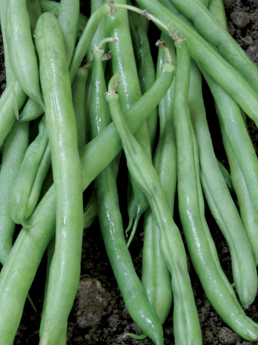 Beans Bush Contender (Bush Variety) Seeds