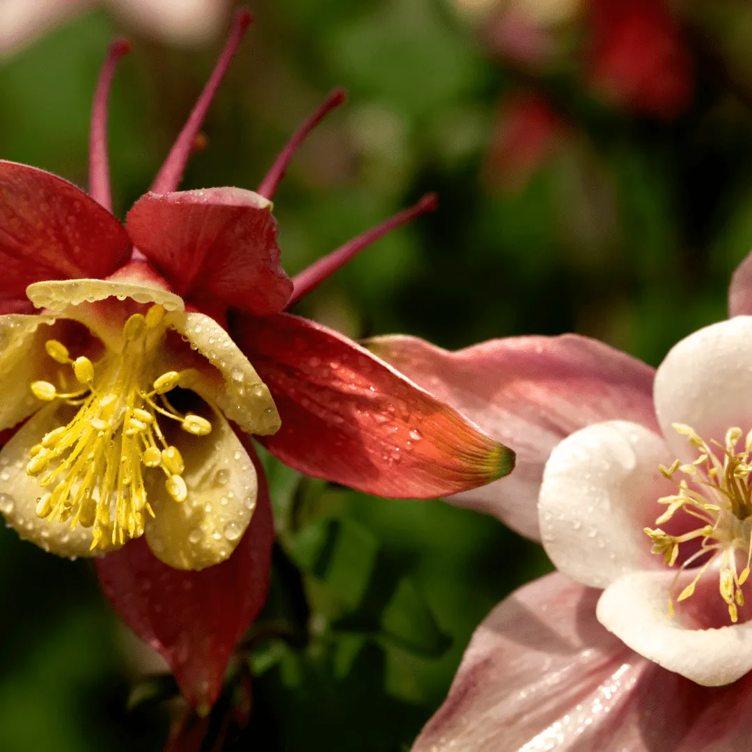 Columbine McKana Giant Mix Seeds | West Coast Seeds