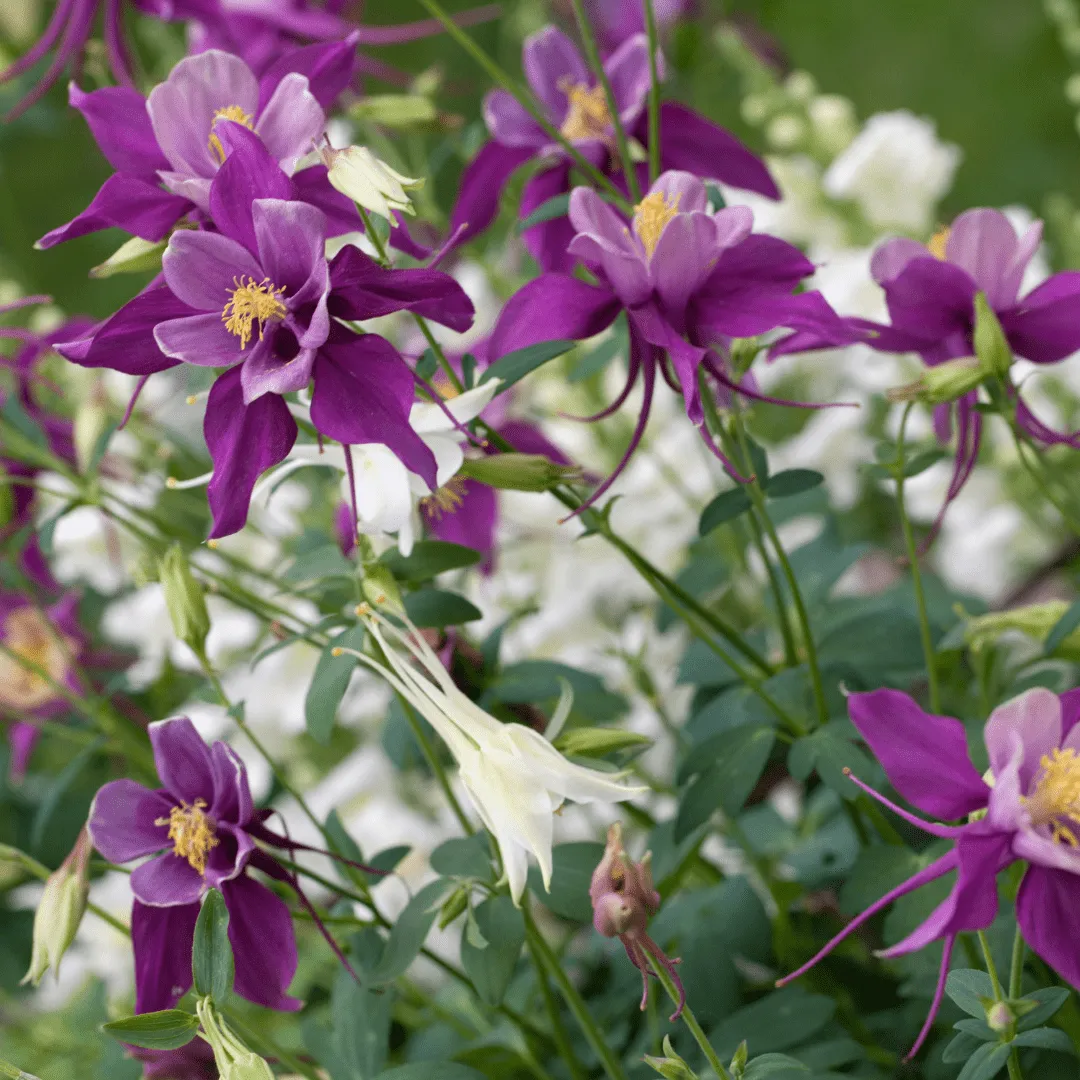 Columbine McKana Giant Mix Seeds | West Coast Seeds