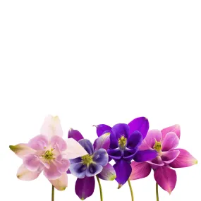 Columbine McKana Giant Mix Seeds | West Coast Seeds