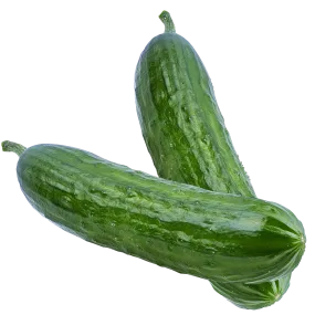 Dasher II Cucumber