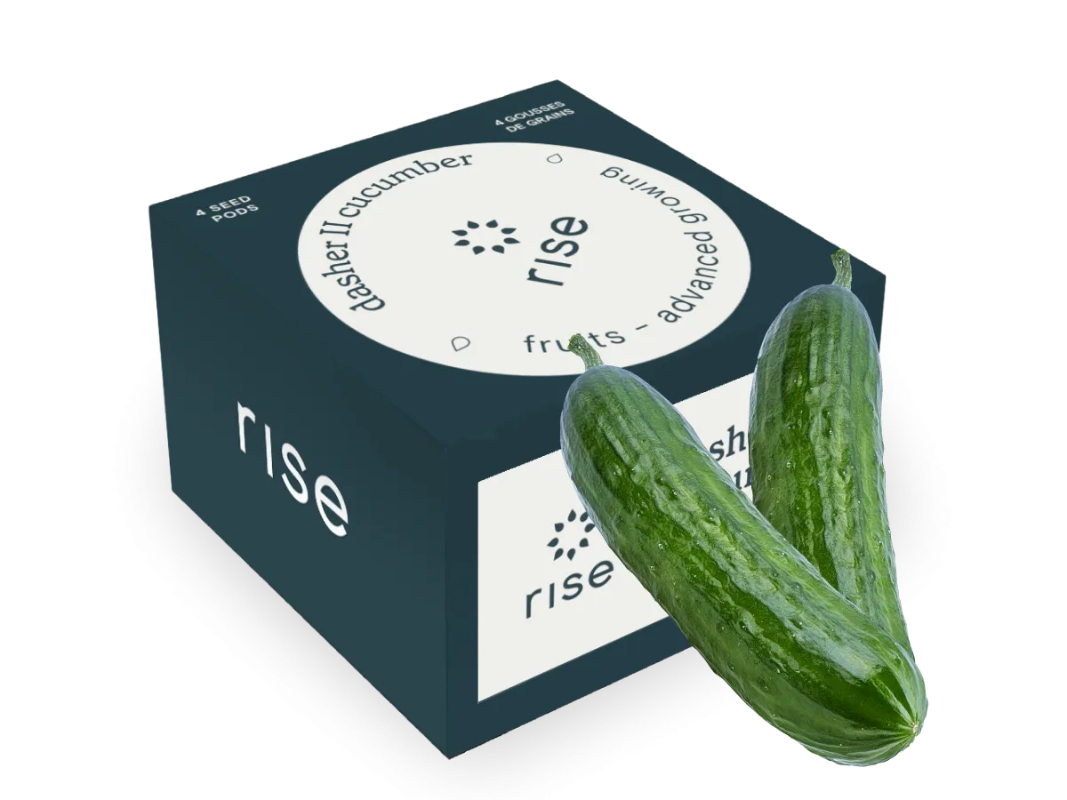 Dasher II Cucumber