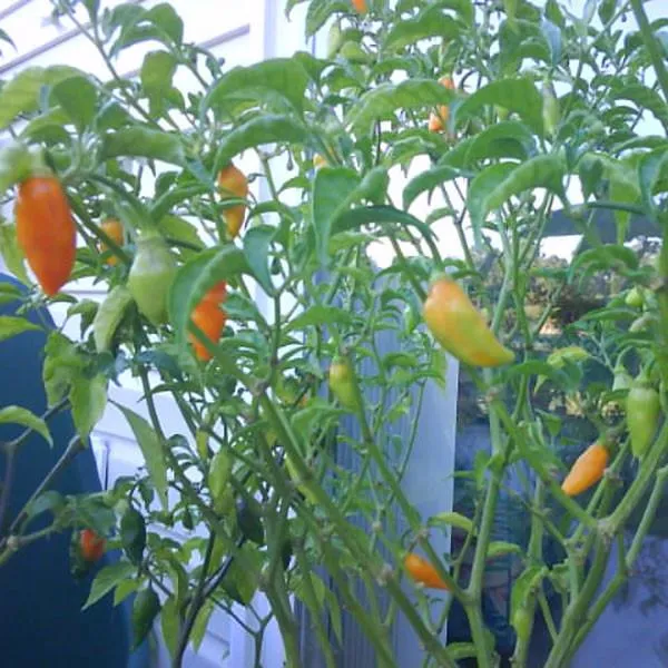 Datil Pepper Plants