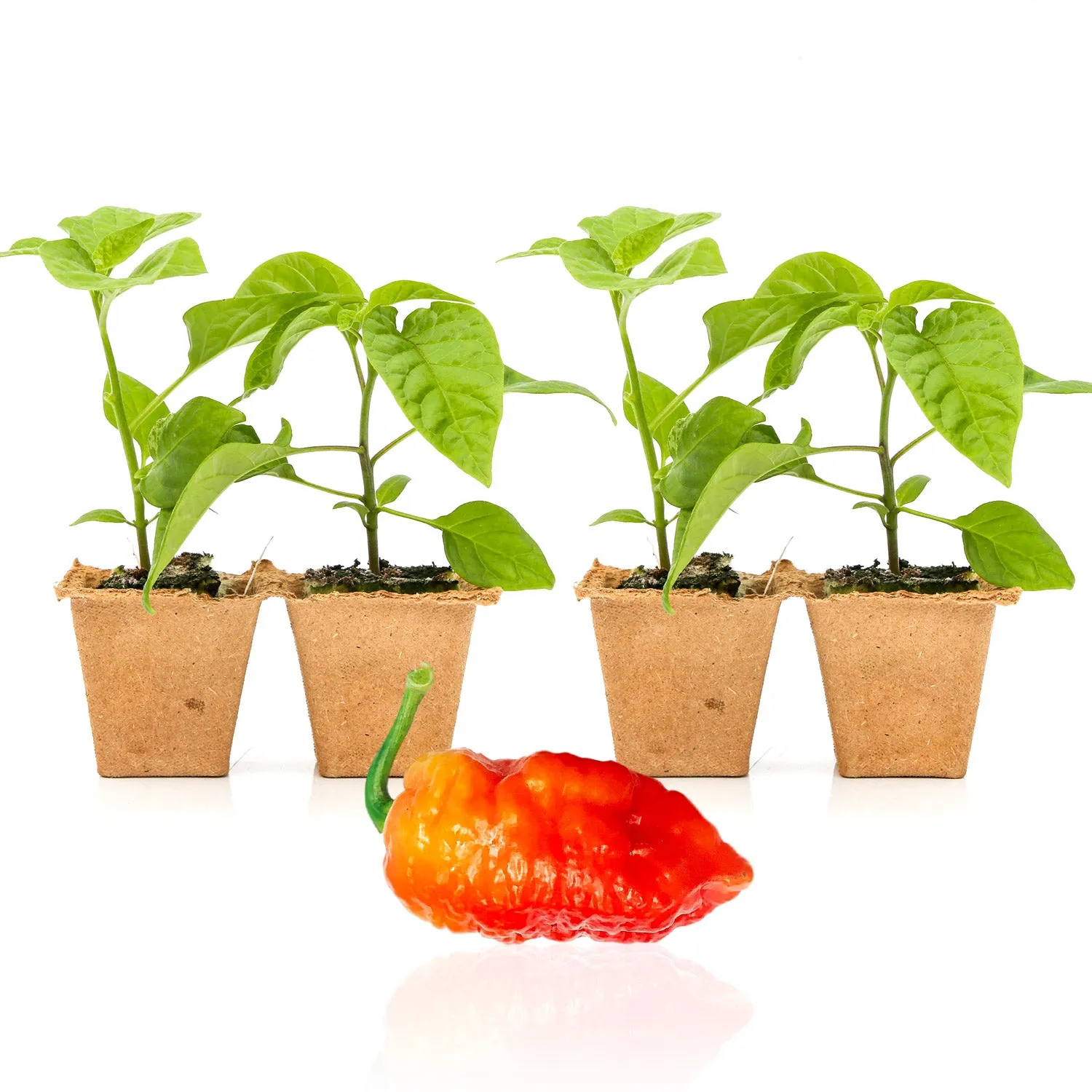 Death Spiral Pepper Plants