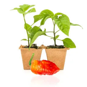 Death Spiral Pepper Plants