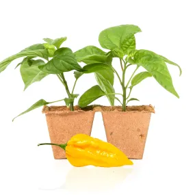 Fatalii Pepper Plants
