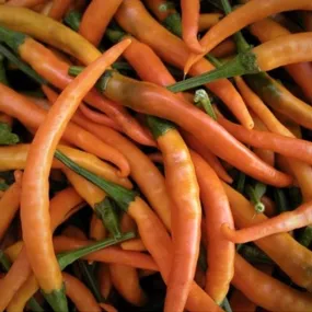 Kilian Pepper Seeds