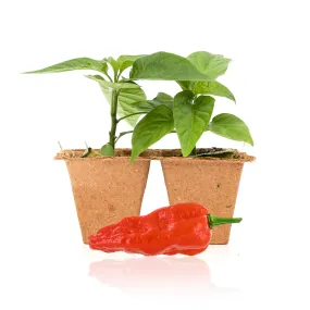 Komodo Dragon Pepper Plants
