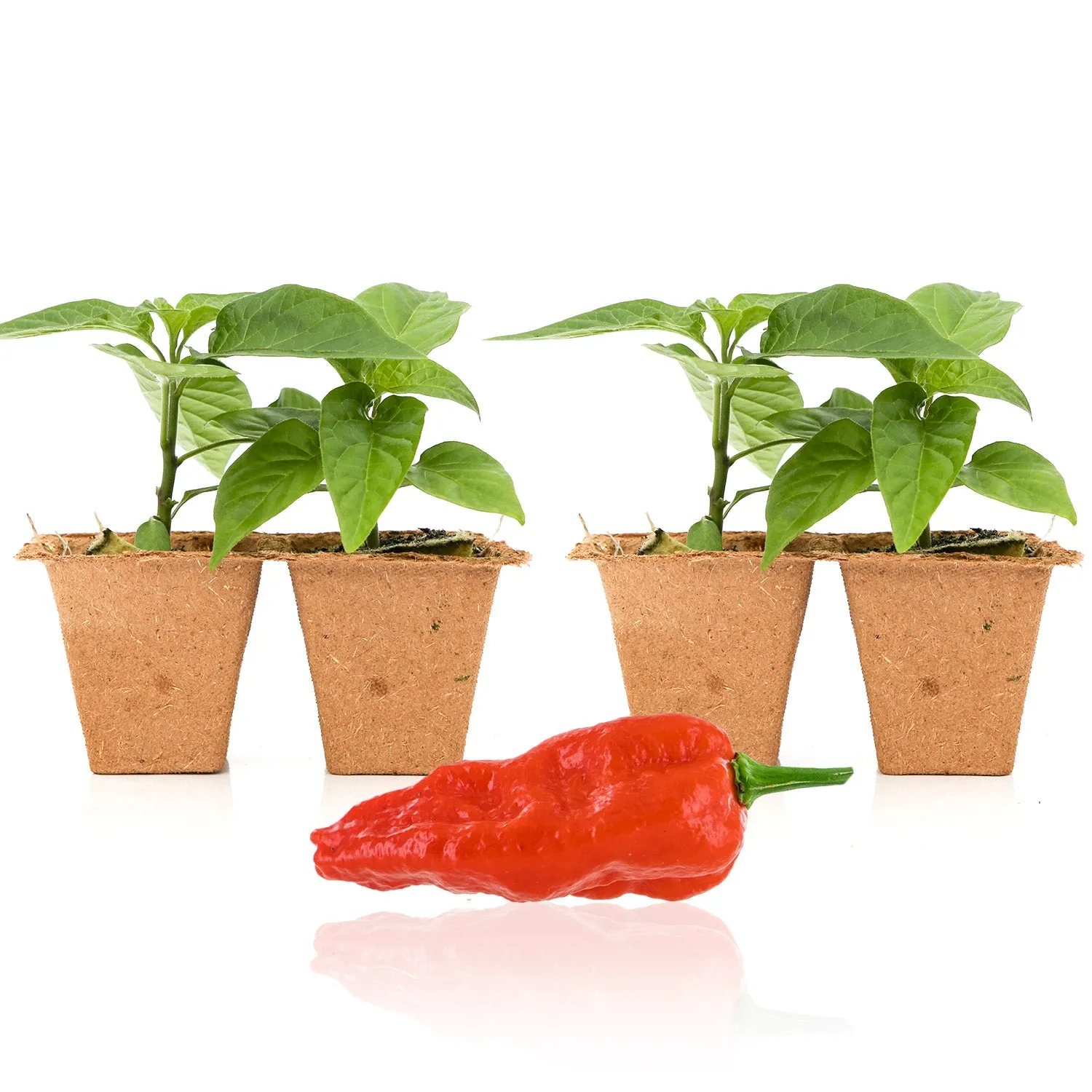 Komodo Dragon Pepper Plants