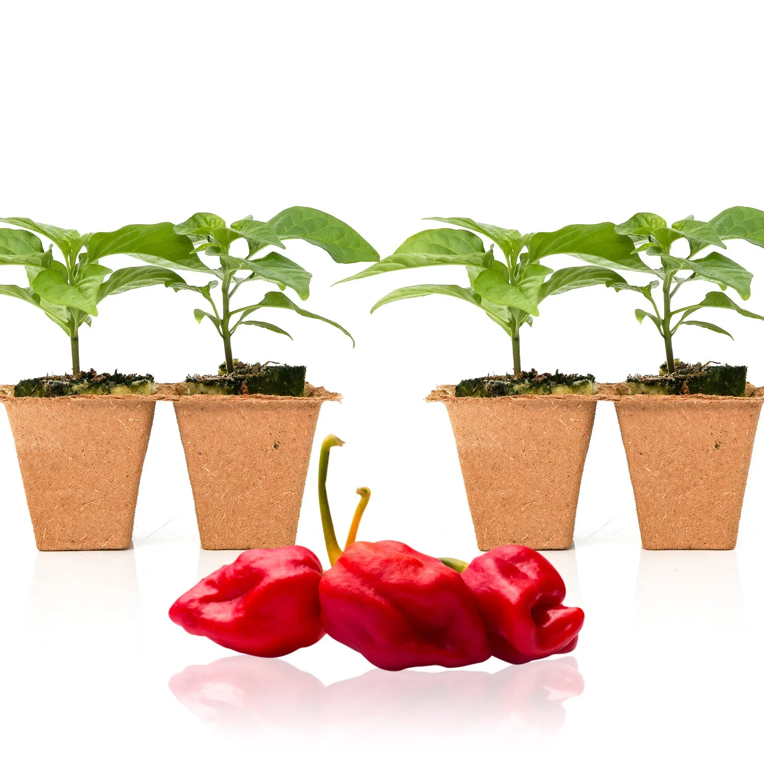 Moruga Trinidad Scorpion Pepper Plants