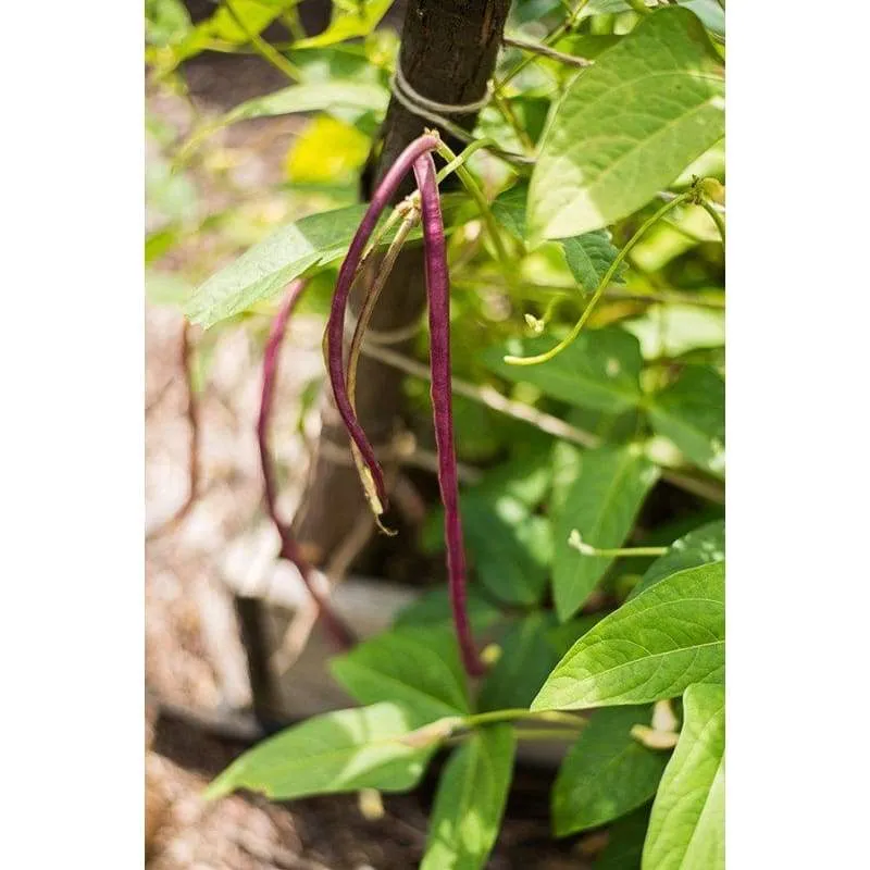 Mosaic Yard Long Bean (Heirloom 65 Days)