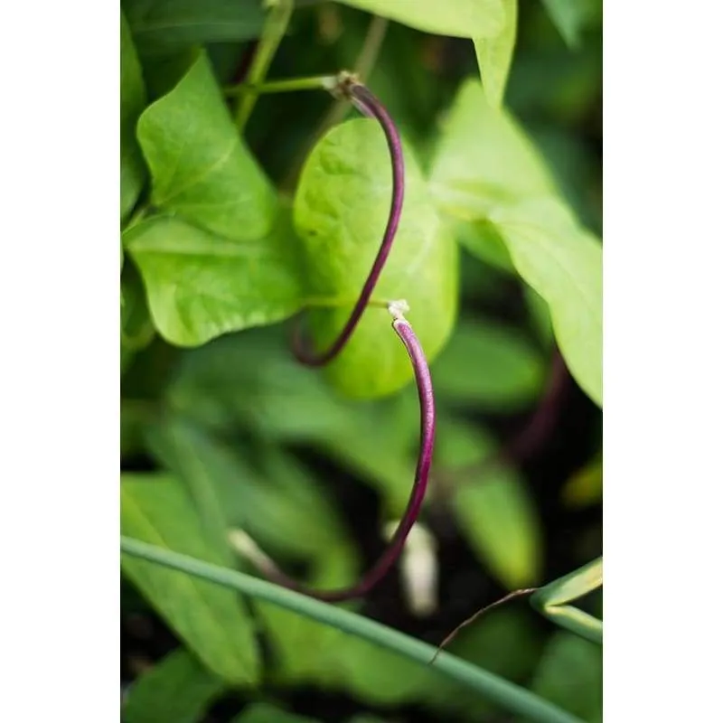 Mosaic Yard Long Bean (Heirloom 65 Days)