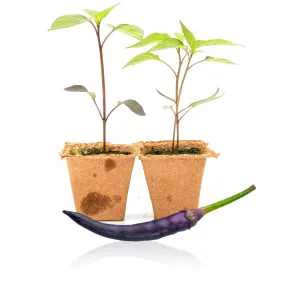 Purple Cayenne Pepper Plants