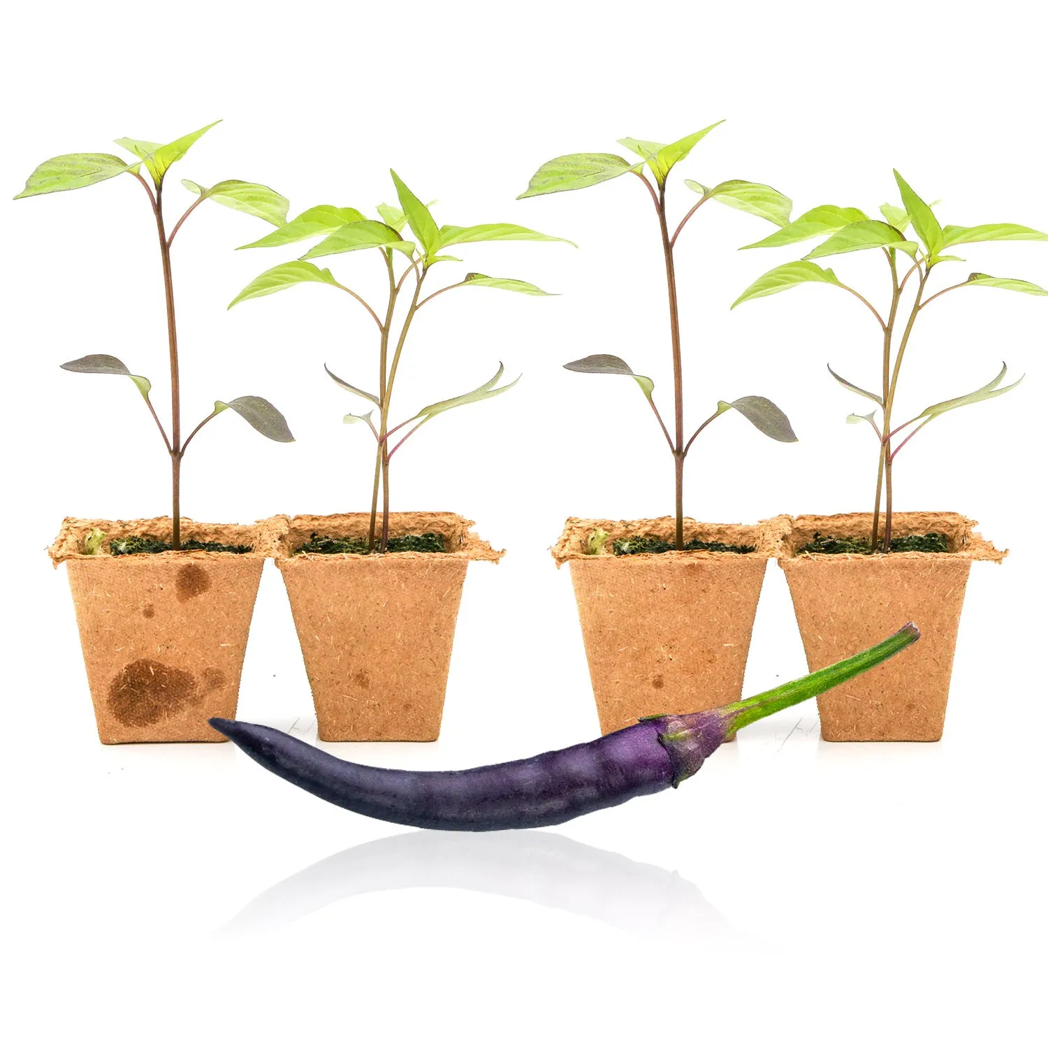 Purple Cayenne Pepper Plants