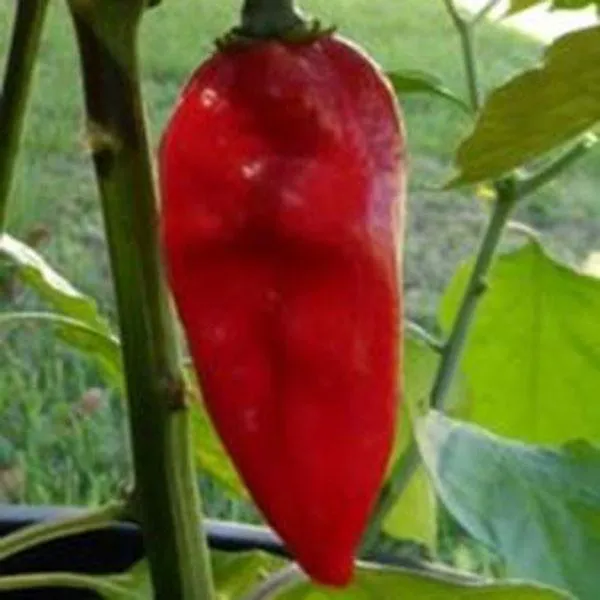 Red Devils Tongue Pepper Seeds