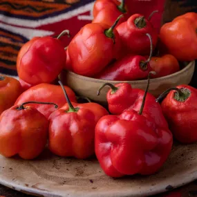 Red Rocoto Pepper Seeds