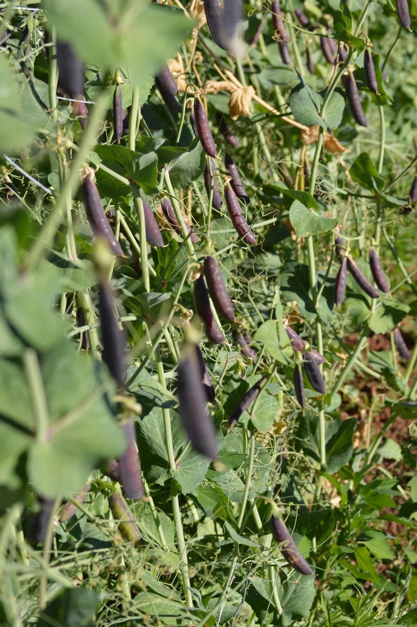 Sugar Magnolia Purple Snap Pea